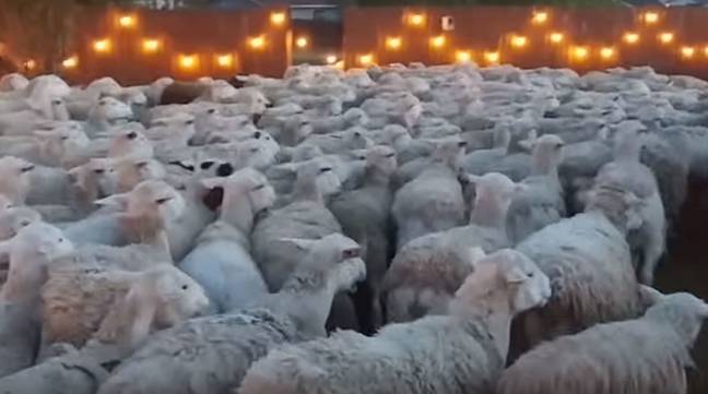 成千上万的绵羊被带到加利福尼亚的该地区为火季准备。图片来源：Viralhog