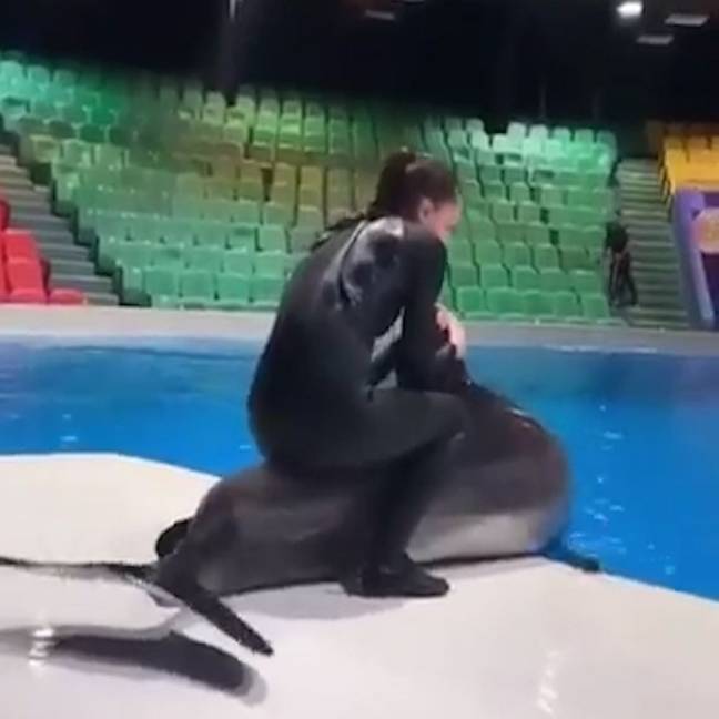 Video Shows Trainer Riding On The Back Of A Captive Dolphin Ladbible
