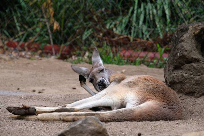 Prada Group bans kangaroo leather, Materials & Production News