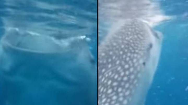 Tourist Almost Sucked In By Whale Shark As It Feeds In Amazing Close ...