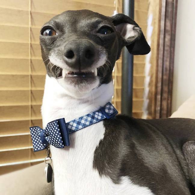 Adorable Greyhound With Goofy Teeth Literally Can't Stop Smiling - Tyla
