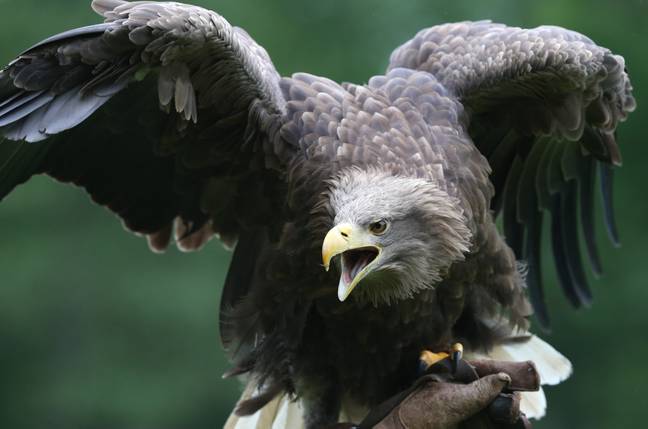 UK's largest bird of prey returns to England for first time in 240