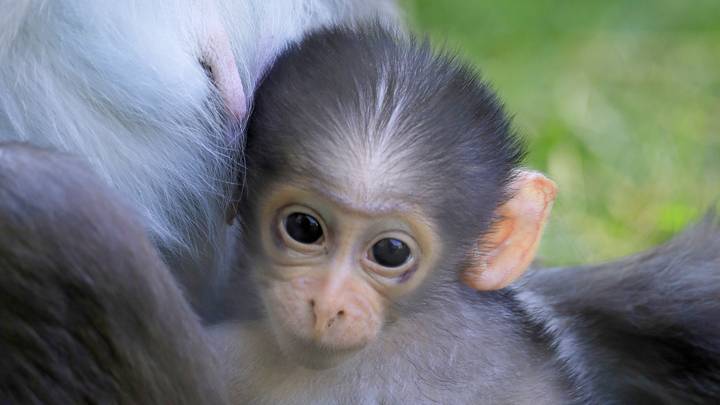 Adorable New Baby Monkey Born At London Zoo Gives Fresh Hope For The ...