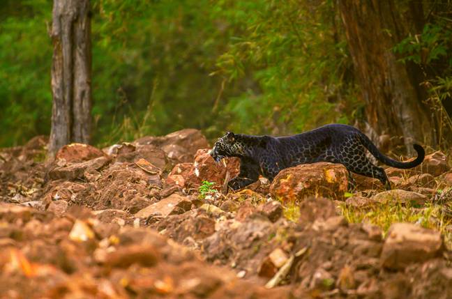 Wildlife Photographer Snaps Stunning Pics Of Extremely Rare Black Leopard -  Tyla
