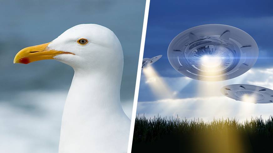 UFO Expert Believes Seagulls Could Be Alien Spies Sent To Earth To Gather Evidence