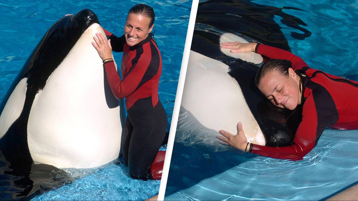 Horrifying Moment Orca Came To Viewing Window With Dead SeaWorld Horrifying moment orca came to viewing window with dead seaworld