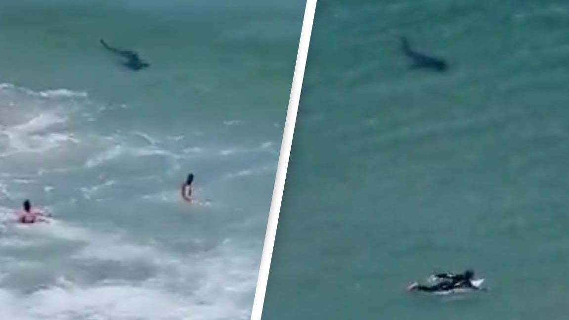 Huge Shark Spotted Near Surfers In South Africa In Terrifying Footage Huge Shark Spotted Near Surfers In South Africa In Terrifying Footage