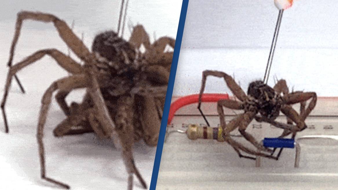 Spider Infested Machine Scientists Are Turning Dead Spiders Into Robots