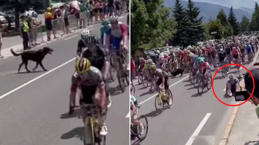 Dog Runs Onto The Middle Of Track Causing Huge PileUp At Tour De France