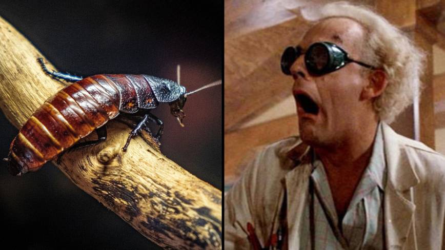 Scientists Use Gene Editing To Create Mutant Cockroaches For