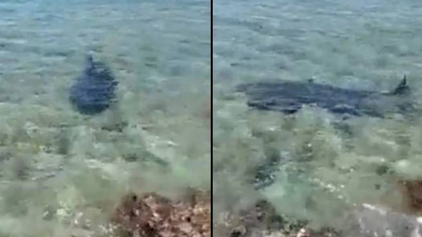 Tourist Mauled To Death By Shark On Caribbean Island