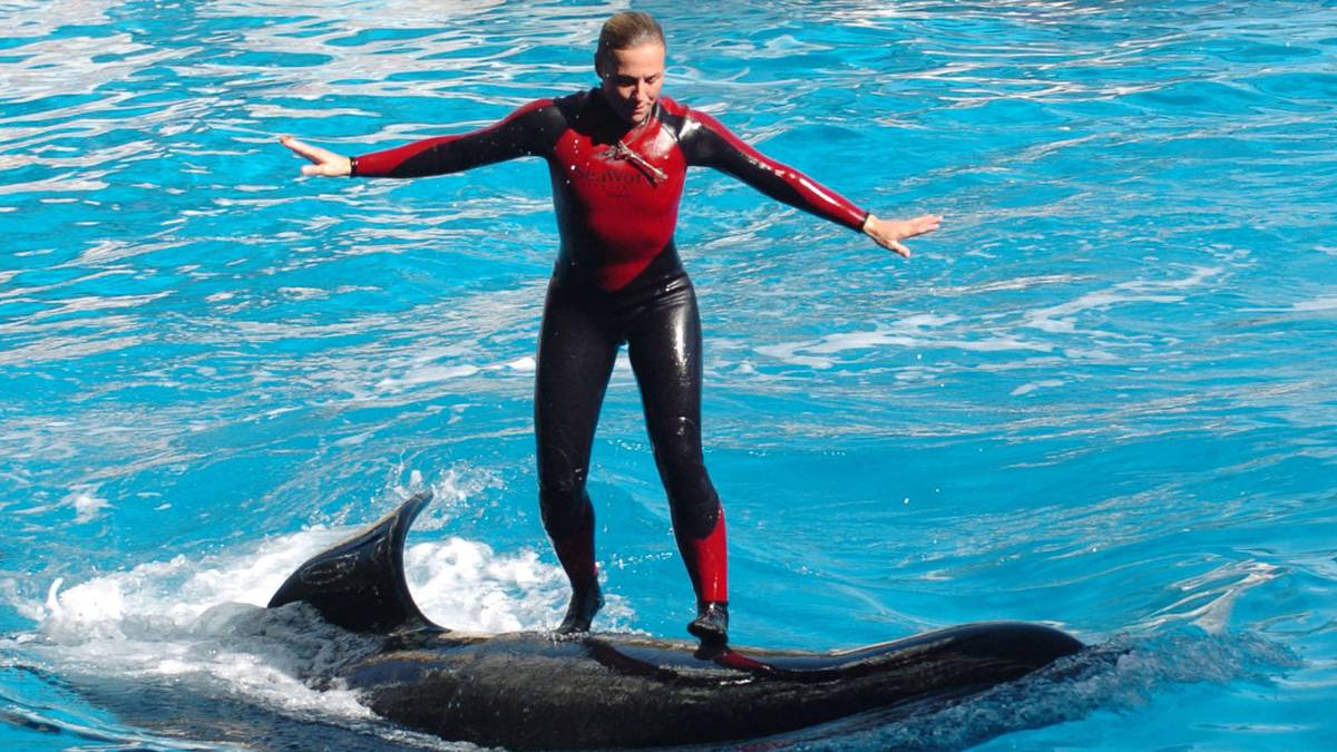Family Of Seaworld Trainer Killed By Orca Speak Out Almost 12 Years On