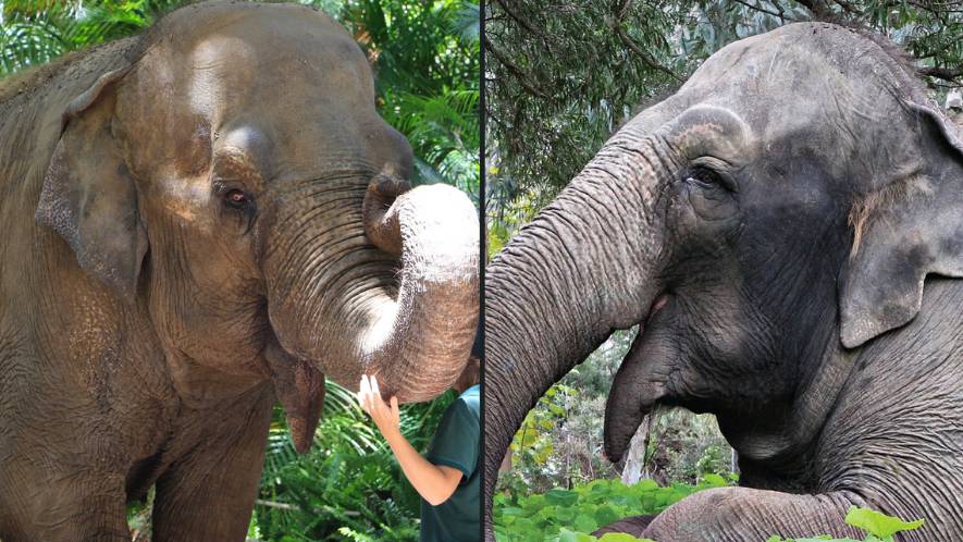 Le zoo de Perth s’apprête à se débarrasser de tous les éléphants après la mort de la matriarche Tricia