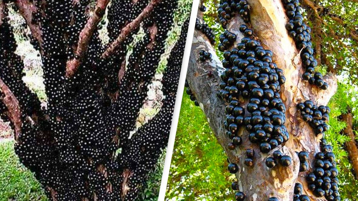 South Tree Incredible South American tree that grows fruit on its trunk