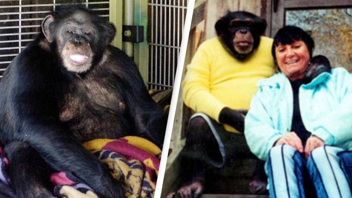 Chilling 911 call moments after family's pet chimpanzee unleashes