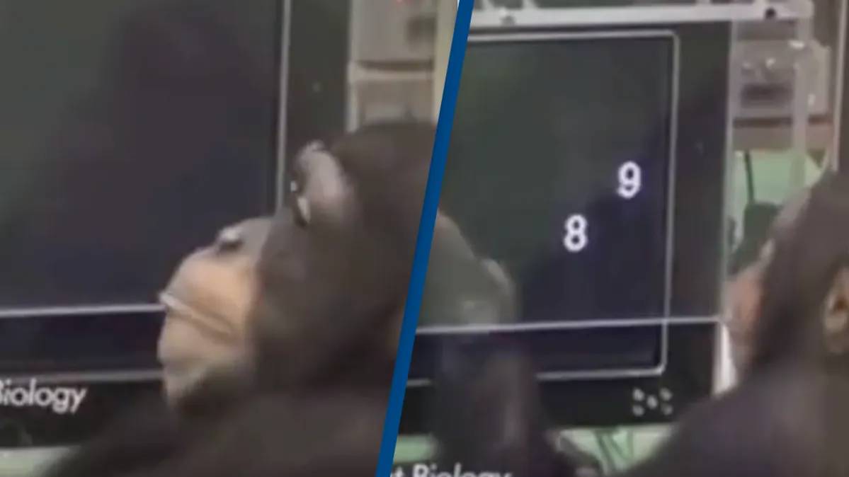 Chimpanzee’s unbelievable memory displayed in experiment video