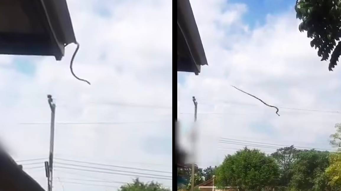Exploding Snakes Snake seen 'jumping' from roof as locals warned of reptile 'explosion'