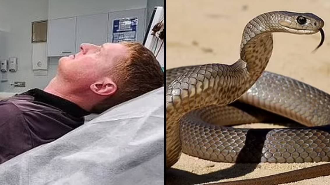 Dad recalls terrifying moment he stopped one of the world's deadliest snakes attacking his two-year-old toddler