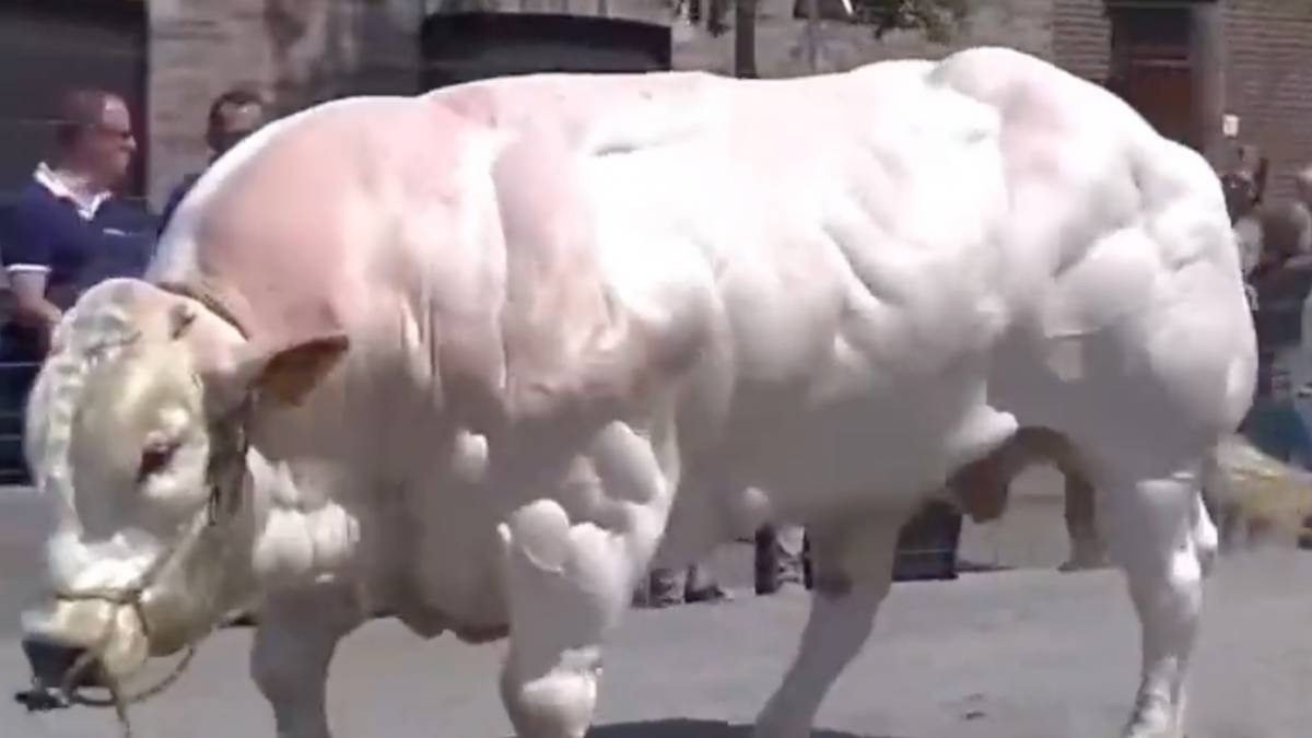 Mussel Cow People stunned by video of 'hench' bulls born with unrestricted muscle ...