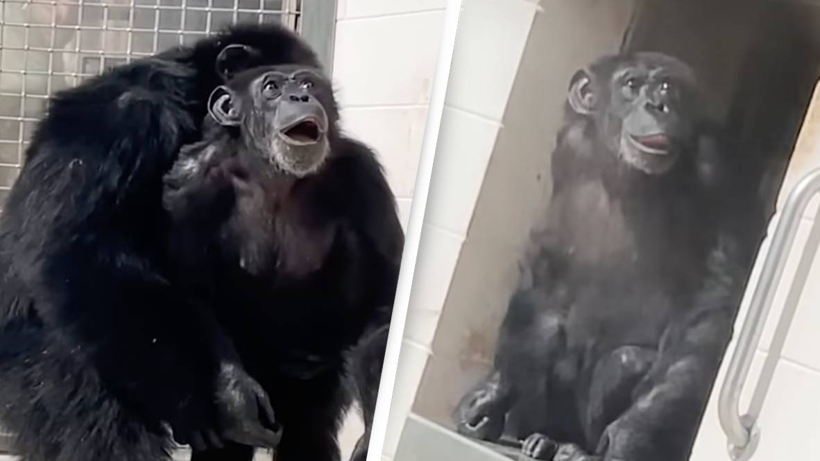 Rotund Chimp Chimp who was caged her entire life sees sky for the first time