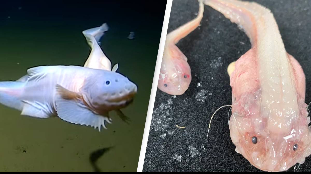 Fish 600m Deep Scientists discover deepest-ever fish at 8,300 meters