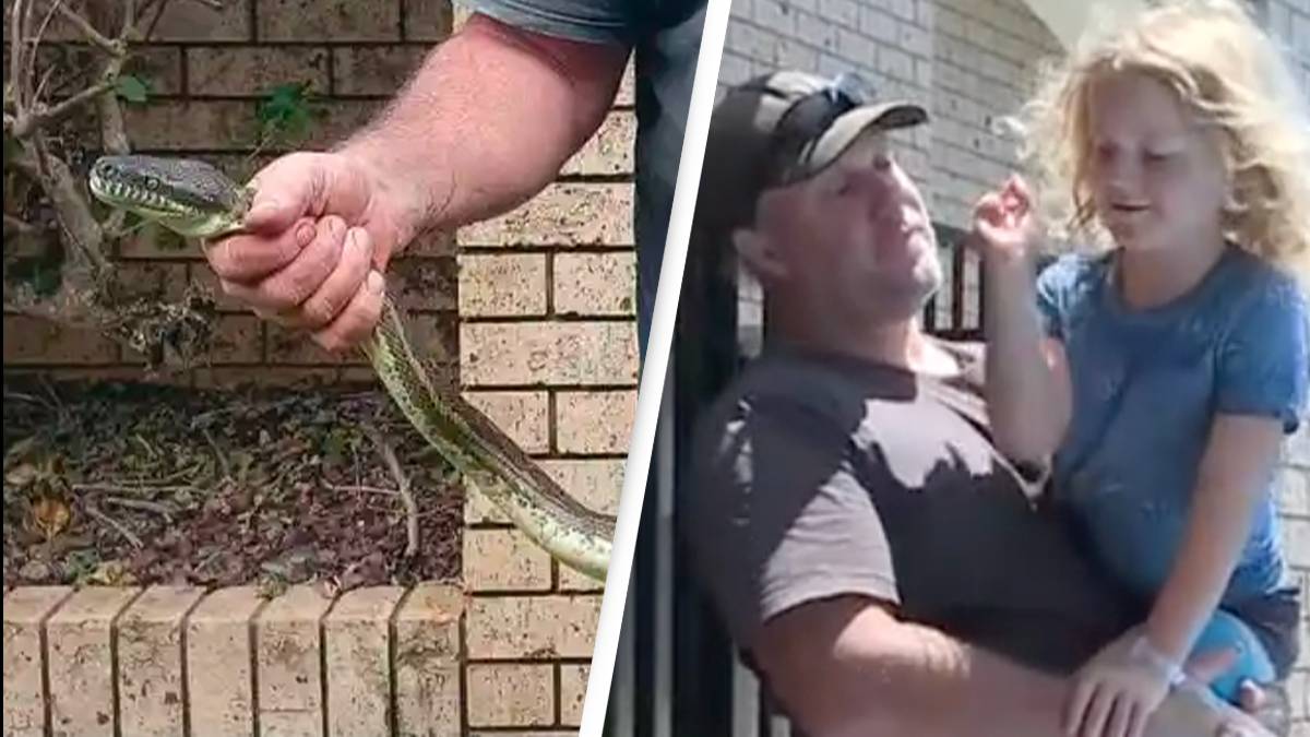 Python Attack Kids Python attacks five-year-old boy and drags him into swimming pool