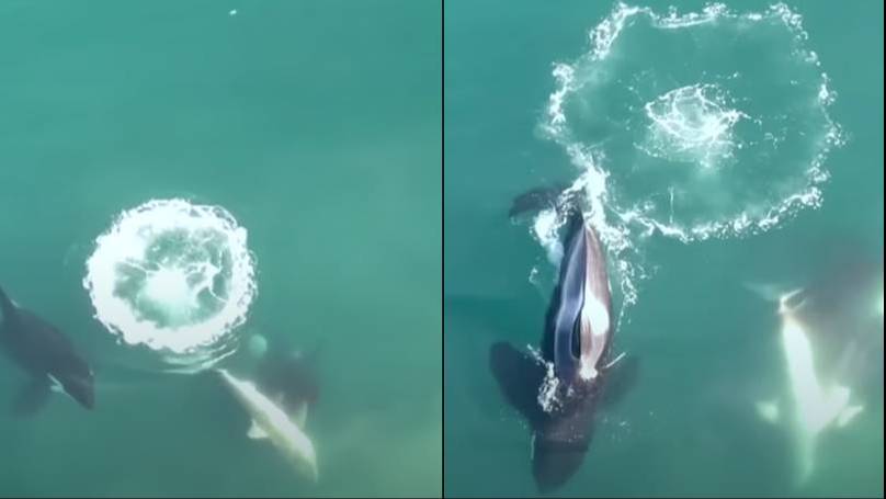 World's first aerial photos of killer whales hunting and killing sizable white sharks is nature at its scariest thumbnail