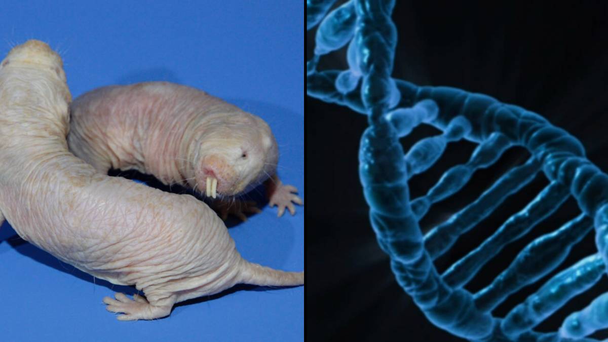 Scientists find gene in naked mole rats which could help humans live longer thumbnail