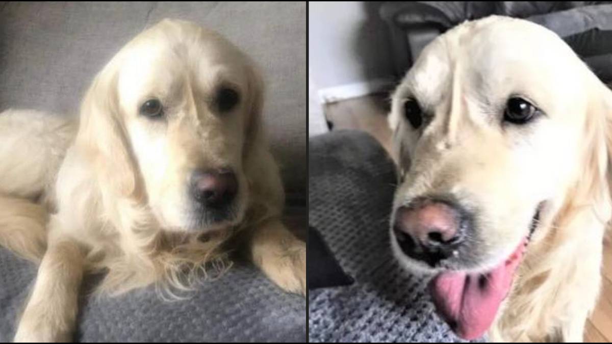 Rescue dog escapes fresh householders and walks 40 miles abet to extinct dwelling that purchased rid of him thumbnail