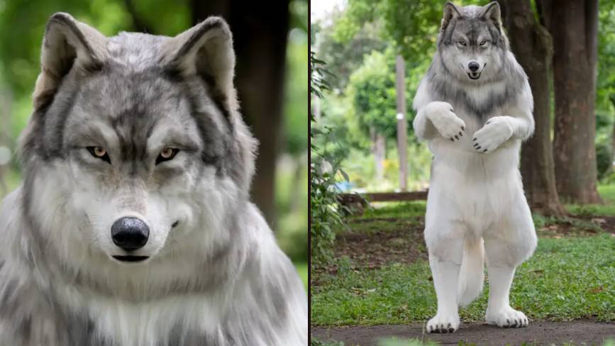 Man who spent £19,000 to 'become a wolf' just wants to be free of human ...