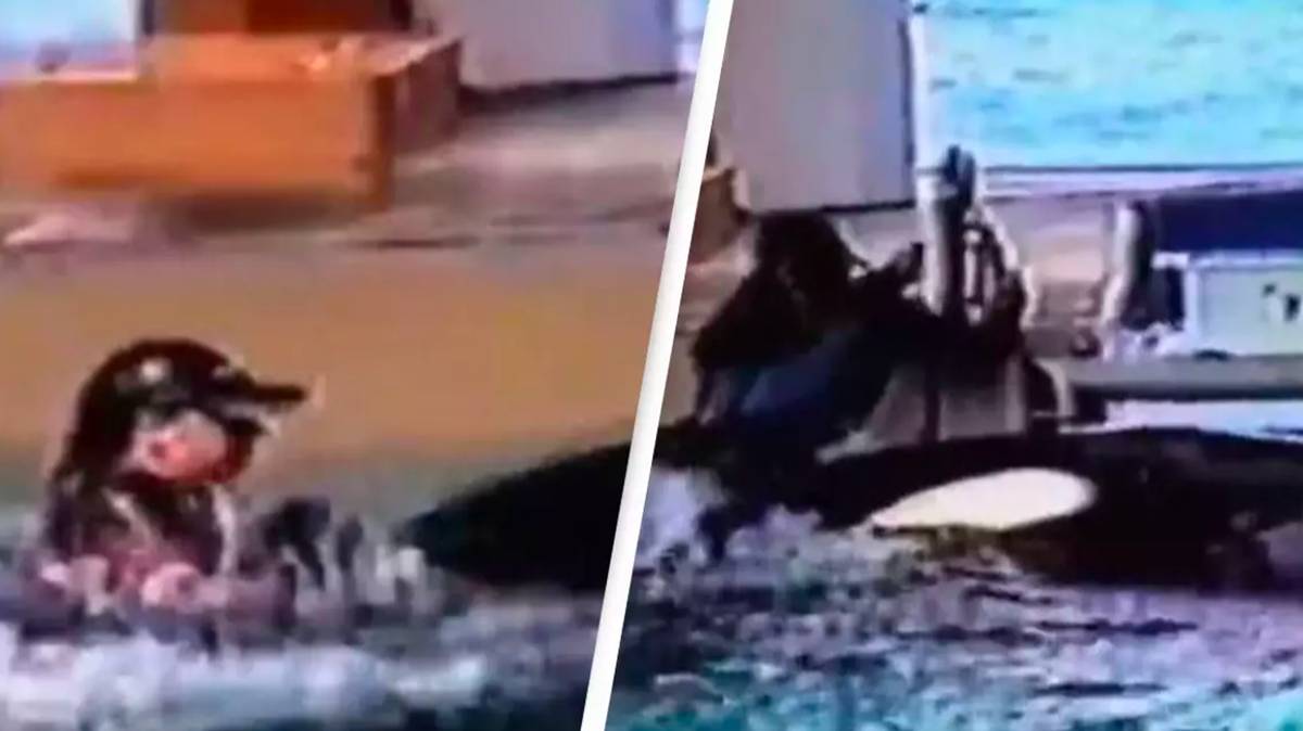 SeaWorld trainer screamed for help as she was dragged under by two Seaworld Accident 2025 4runner
