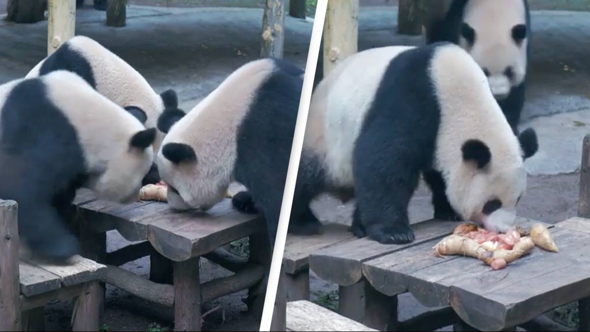 People convinced pandas at zoo are humans in suits after video goes viral