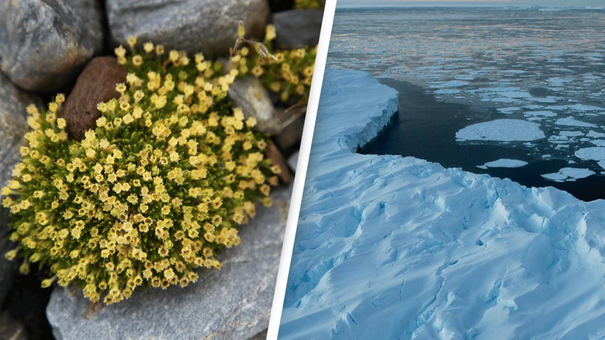 Flowers Are Starting To Spread In Antarctica And Experts Say That s Not flowers-are-starting-to-spread-in-antarctica-and-experts-say-that-s-not