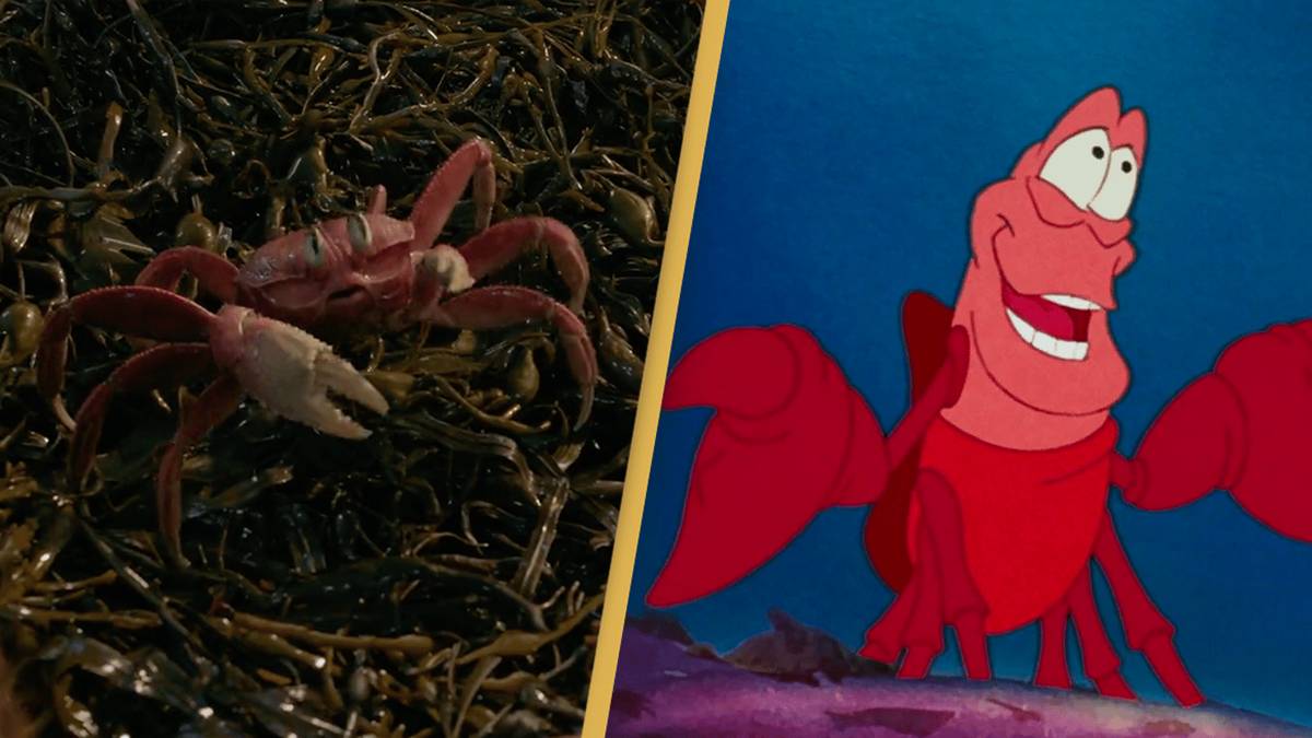 Sebastian Riding Fish Viewers are horrified after getting their first look at Sebastian in ...