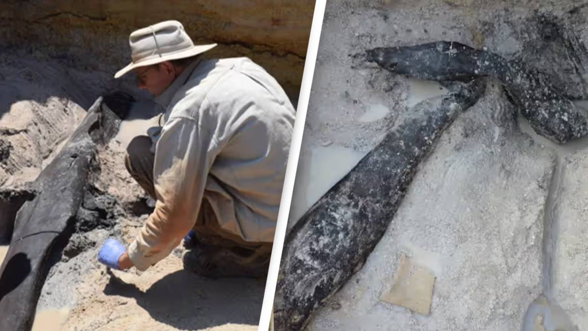 476,000-year-old wooden structure discovered in first-of-its-kind find that  could redefine history