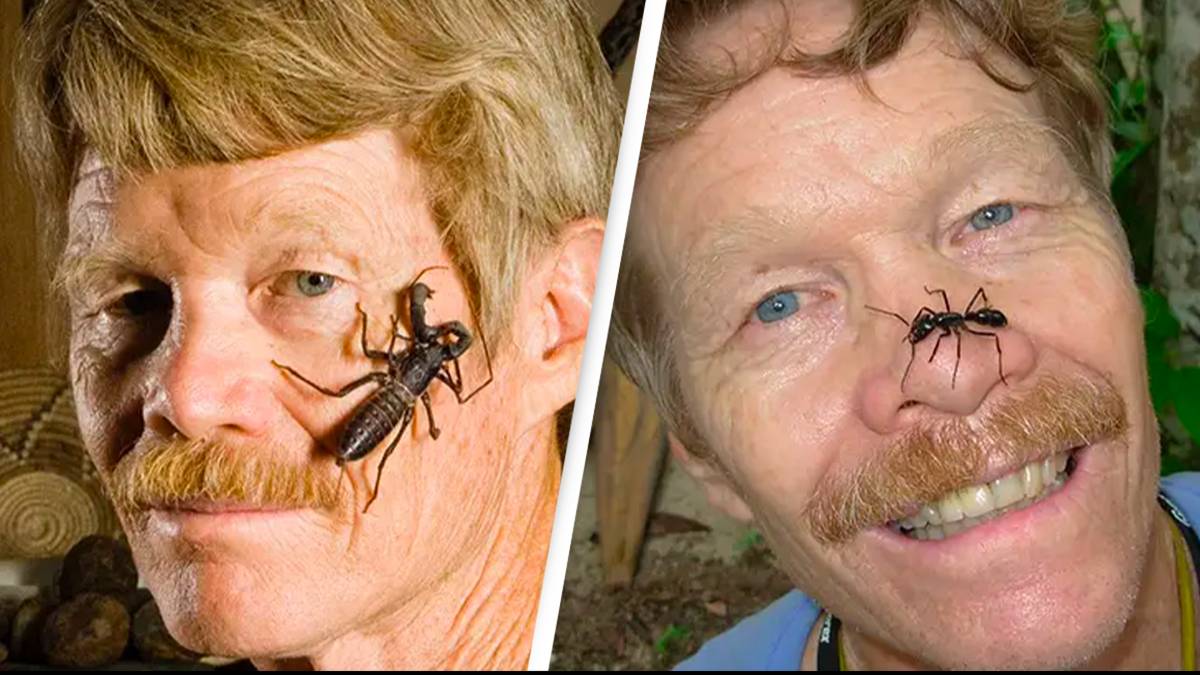 Scientist was stung by nearly 80 different insects to create 'pain index' and find out which hurt most