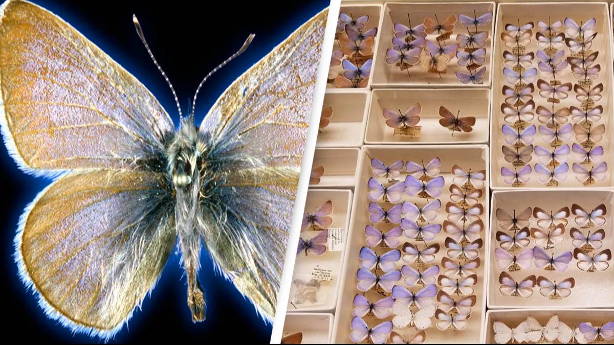 93-year-old butterfly is the first US insect which humans caused to ...