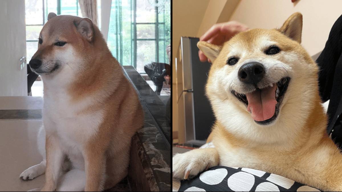 The dog behind the iconic Cheems Doge meme has sadly died