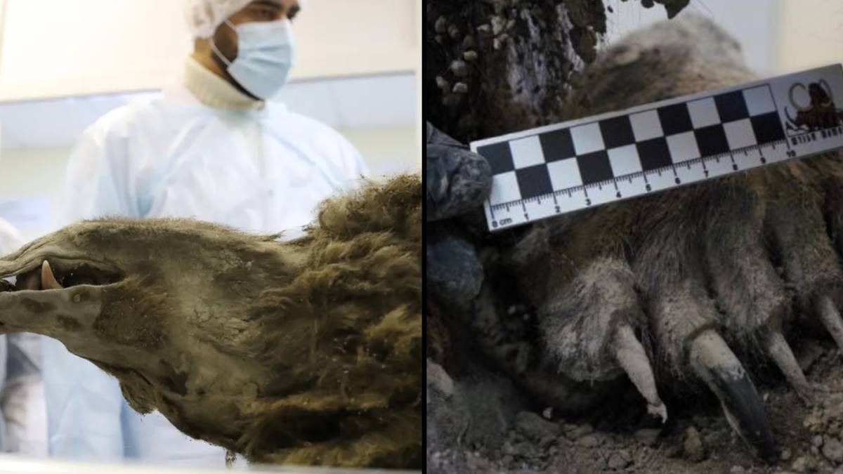 Scientists can still see last meal of fully preserved 3 500 year old Scientists can still see last meal of fully preserved 3 500 year old