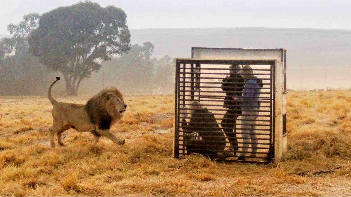 Take Part In A Lion Cage Experience in South Africa