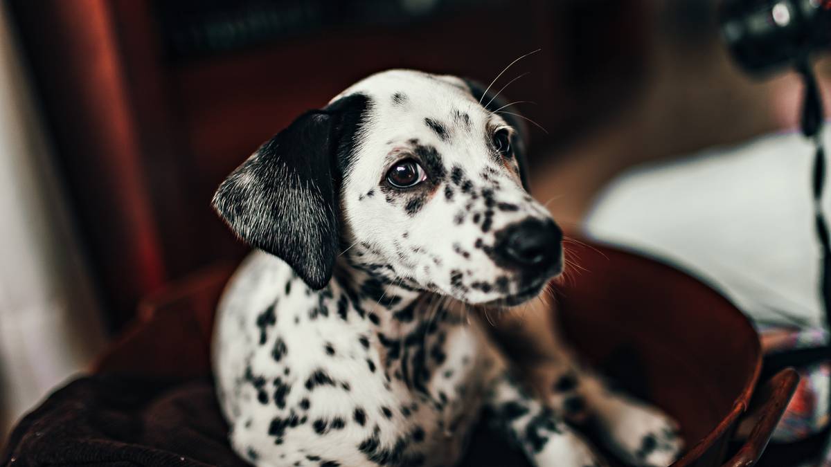 Cutest dalmatian hot sale