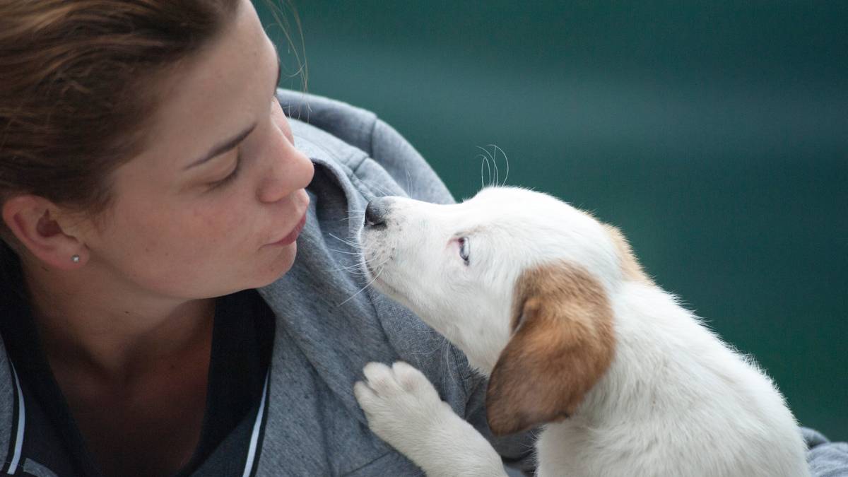 Britain s Top 100 Favourite Dog Breeds Have Been Revealed Tyla