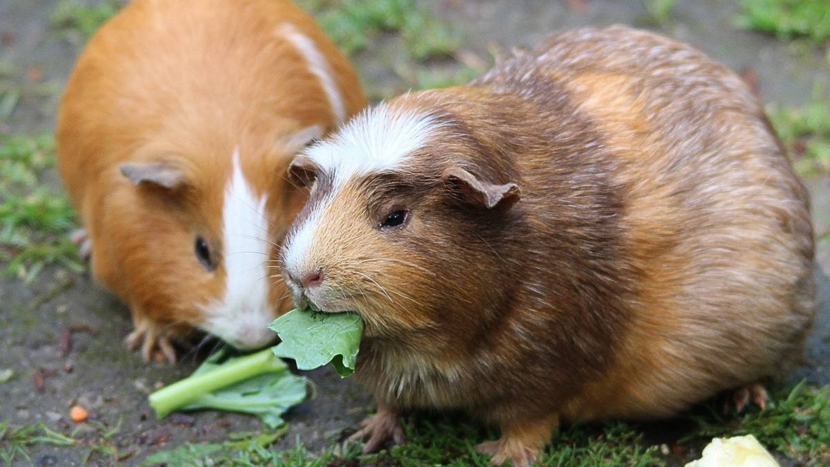 Can guinea pigs die from best sale loneliness