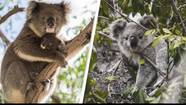 Australia Lists Koalas As Endangered Species After Dramatic Decline In Numbers