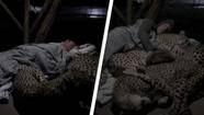 Man Takes Nap With Cheetahs In Astonishing Video