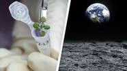 Plants Grow In Lunar Soil For The First Time