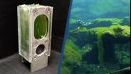 Scientists Power Computer Continuously For A Year Using Algae