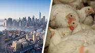 Bird Flu Detected In New York, Federal Officials Confirm