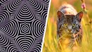 Baffling Optical Illusion With Two Hidden Animals Is Driving People Crazy