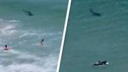 Huge Shark Spotted Near Surfers In Terrifying Footage
